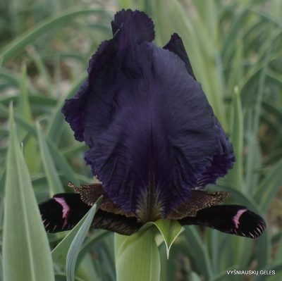 Iris paradoxa f. atrata (clone 3) (2)
