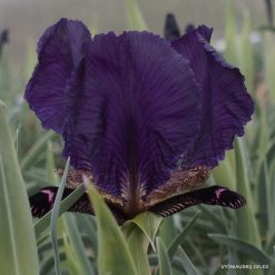 Iris paradoxa f. atrata (clone 3)