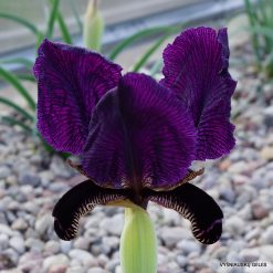 Iris paradoxa f.atrata (f.1)