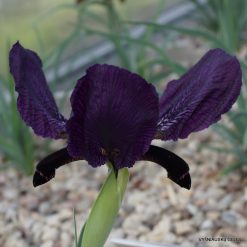 Iris paradoxa f.atrata (f.2)