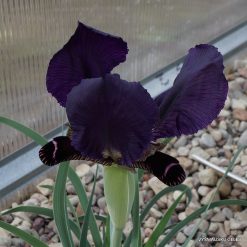 Iris paradoxa f.atrata (f.3)