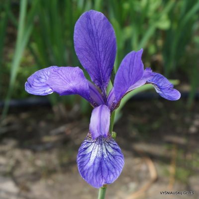 Iris prismatica (2)