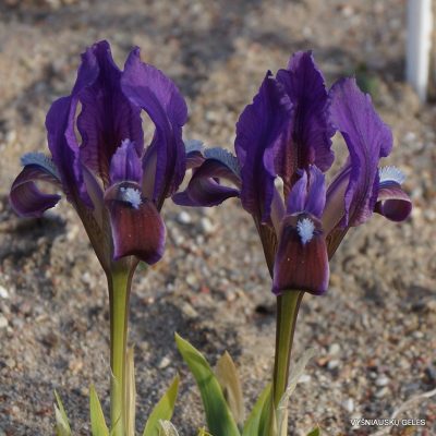 Iris pumila subsp. taurica (f.1)