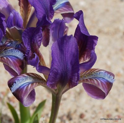 Iris pumila subsp. taurica (f.1) (2)