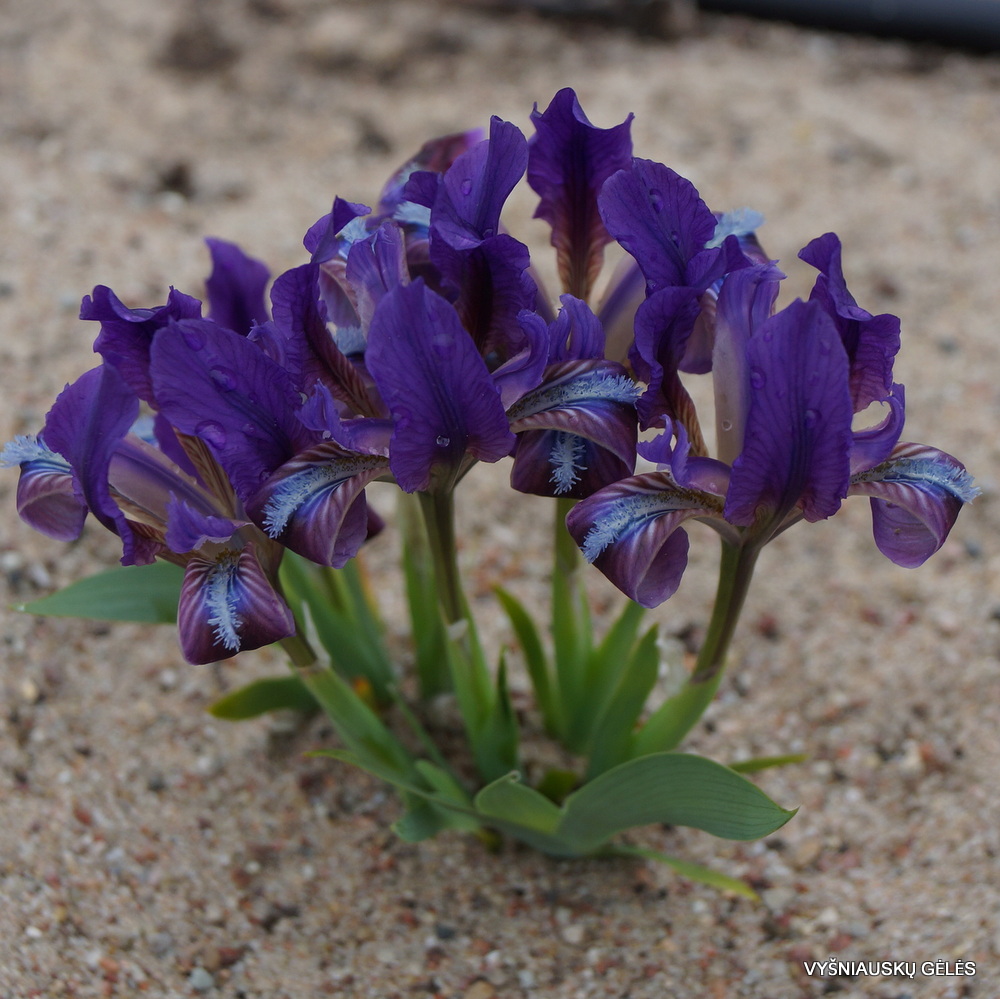Iris pumila subsp. taurica (f.1) (3)