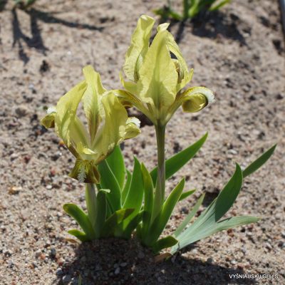 Iris pumila subsp. taurica (f.2) (2)