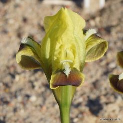 Iris pumila subsp. taurica (f.2)