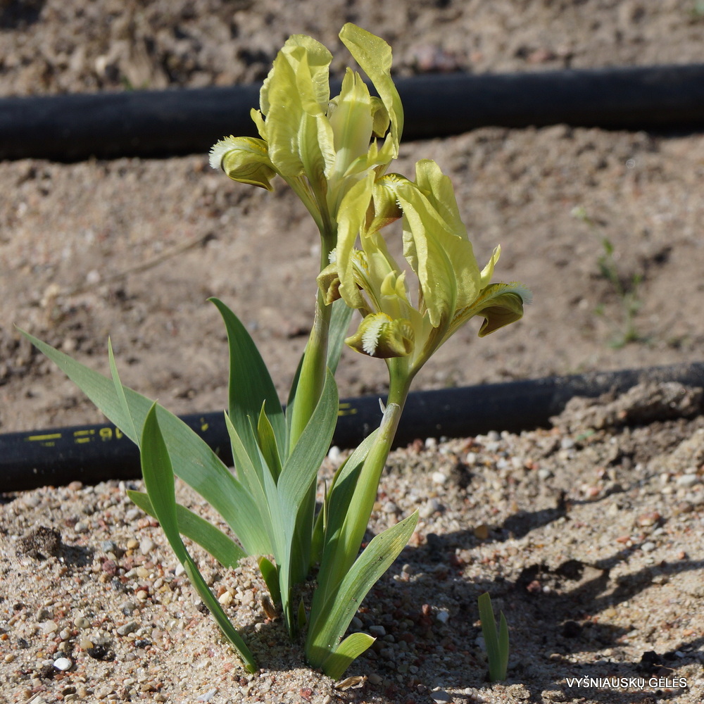 Iris pumila subsp. taurica (f.2) (3)