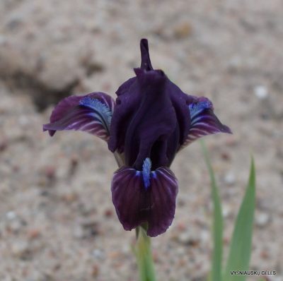 Iris pumila subsp. taurica (f.3) (2)