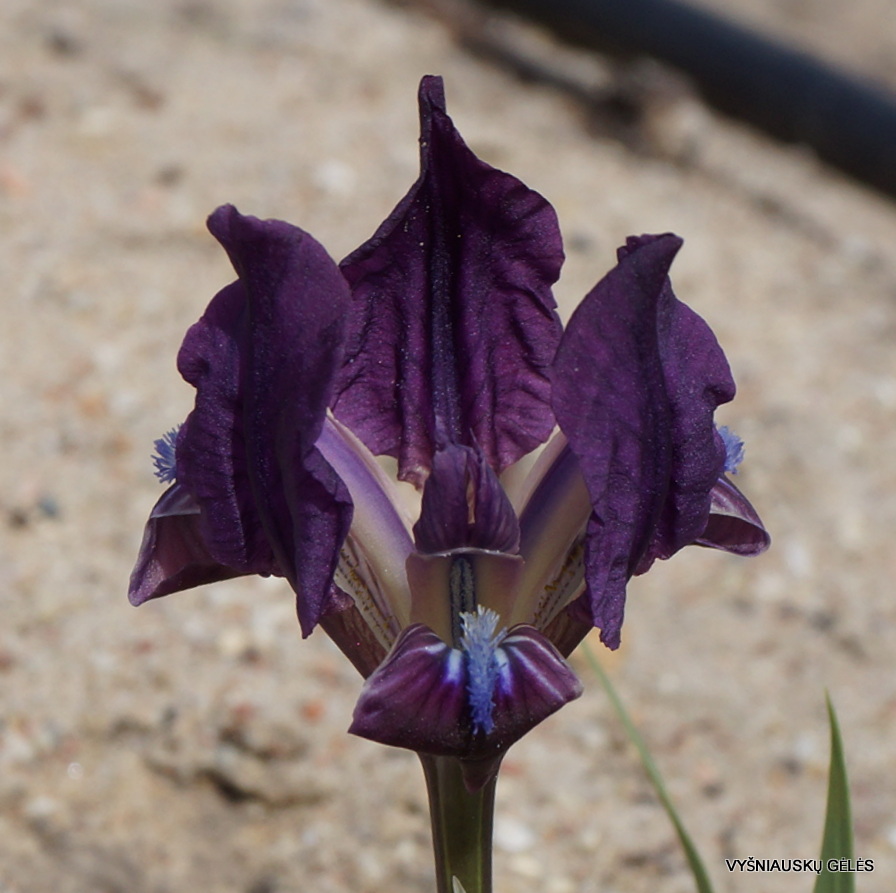 Iris pumila subsp. taurica (f.3) (3)