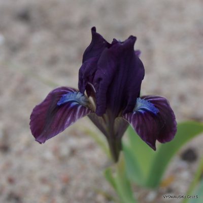 Iris pumila subsp. taurica (f.3)