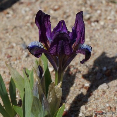 Iris pumila subsp. taurica (f.4) (2)