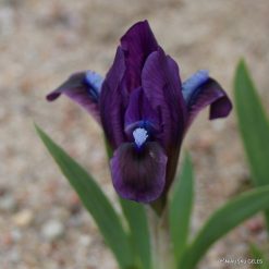 Iris pumila subsp. taurica (f.4)