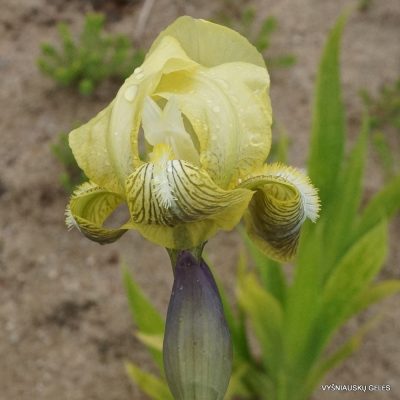 Iris purpureobracteata (2)