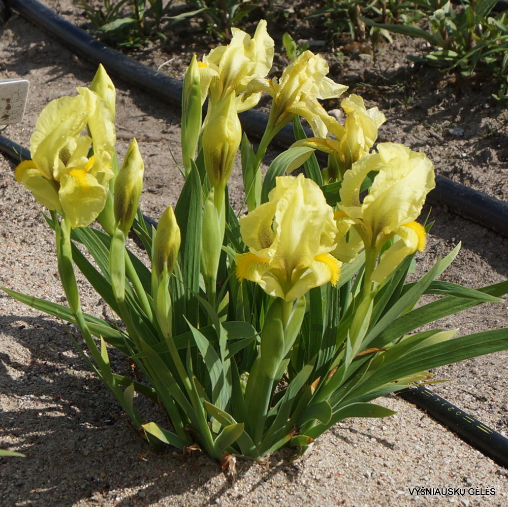 Iris reichenbachii (2)