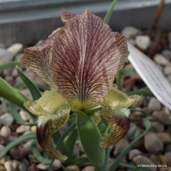 Iris sari subsp. manissadjianii