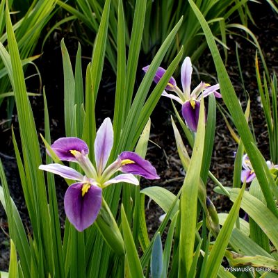 Iris savannarum (2) Iris savannarum (2)