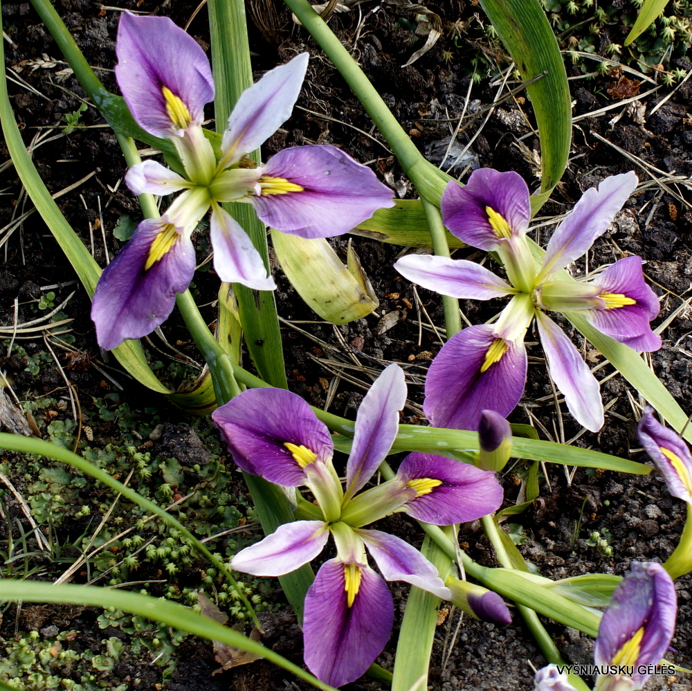 Iris savannarum