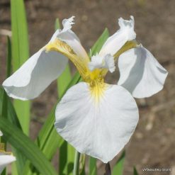 Iris setosa 'Alba'