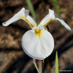 Iris setosa 'Alba'