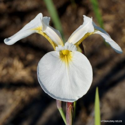 Iris setosa ‘Alba’