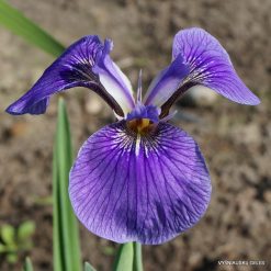 Iris setosa (dwarf form)