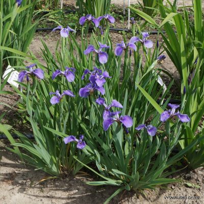 Iris setosa (dwarf form) (3)