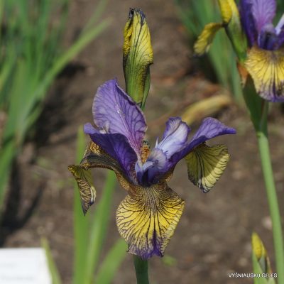 Iris sibirica 'So Van Gogh'
