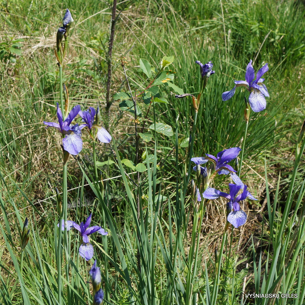 Iris sibirica (wildform) (3)