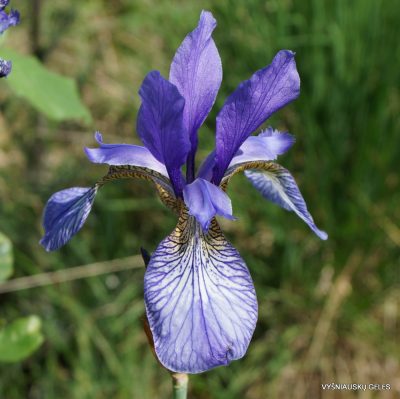 Iris sibirica (wildform)