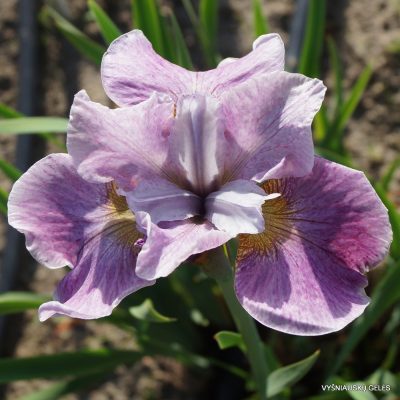 Iris sibirica ‘Heartwave’ (2)