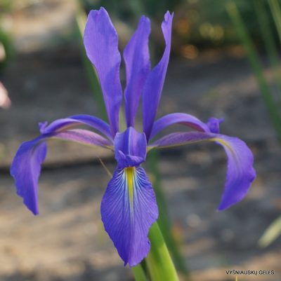 Iris spuria subsp. demetrii (2)