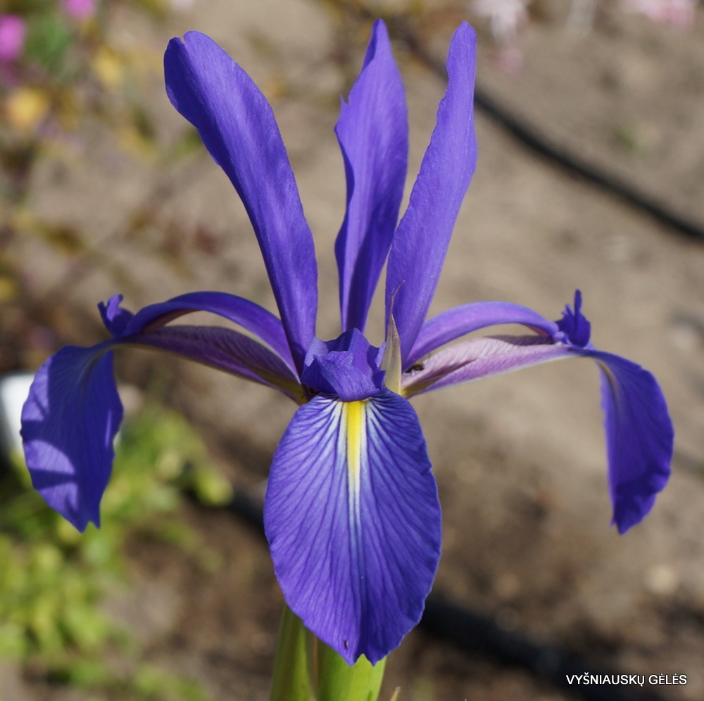 TÌNH YÊU CÂY CỎ ĐV 7 Iris-spuria-subsp.-demetrii