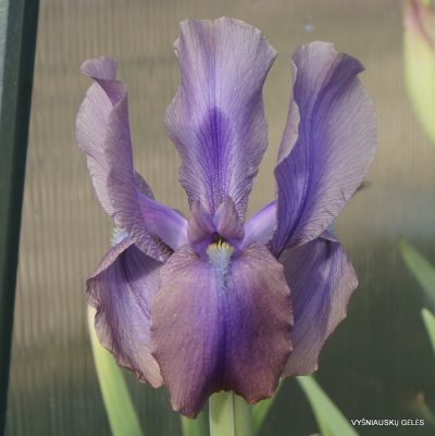 Iris stolonifera ‘Brown Standard’