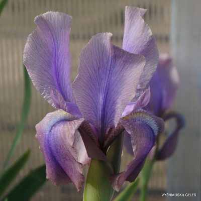 Iris stolonifera 'Brown Standard' (2)