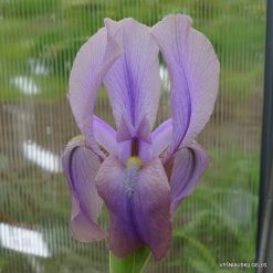 Iris stolonifera 'Brown Standard'