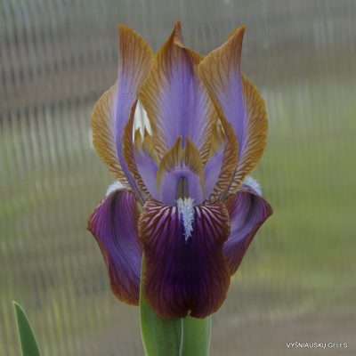 Iris stolonifera 'Morning Coffee'