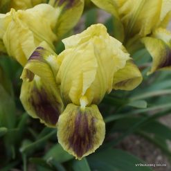 Iris suaveolens (2)