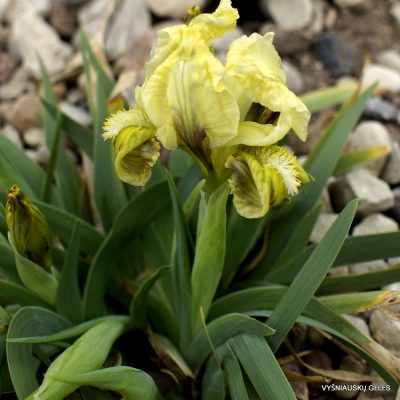 Iris suaveolens (clone 2) (2)