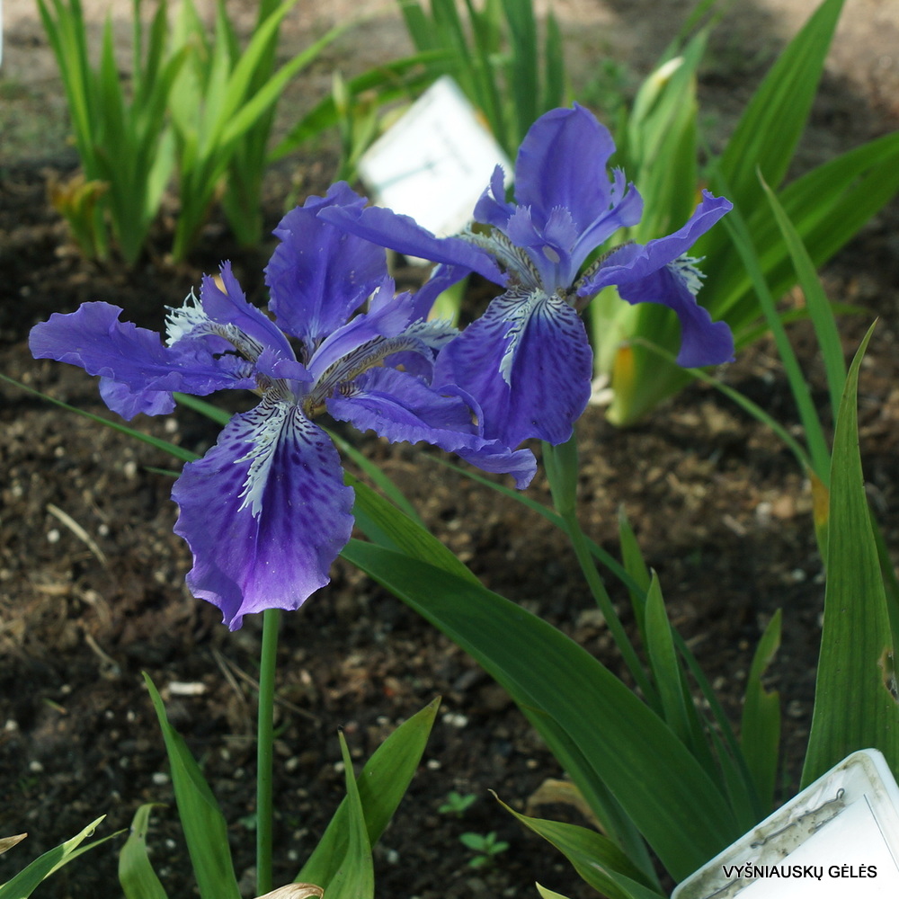 Iris tectorum (2)