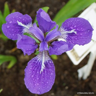 Iris tectorum 'Woolong' (2)