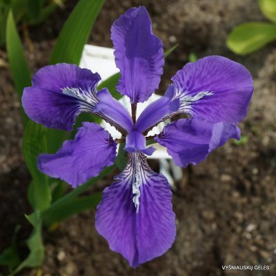Iris tectorum ‘Woolong’