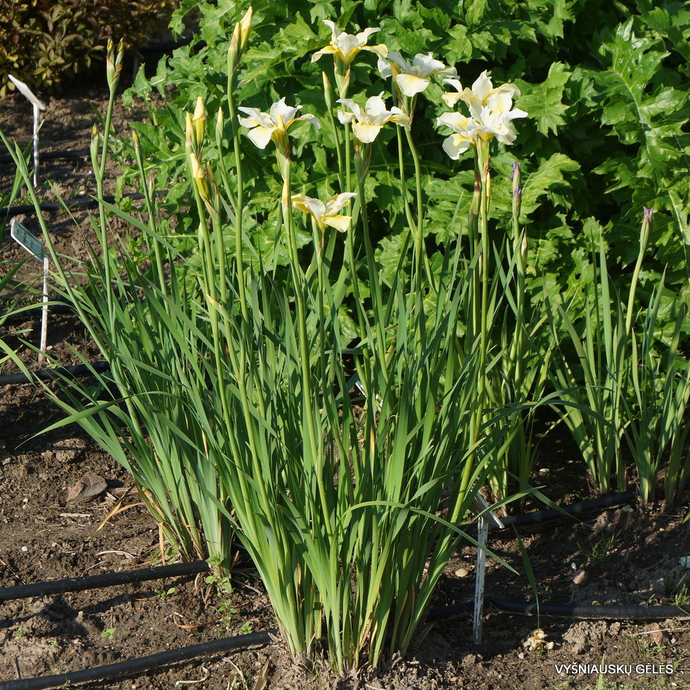 Iris typhifolia 'What's On Second'
