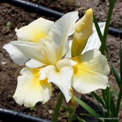 Iris typhifolia 'What's On Second'