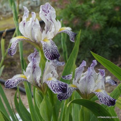 Iris variegata var. reginae