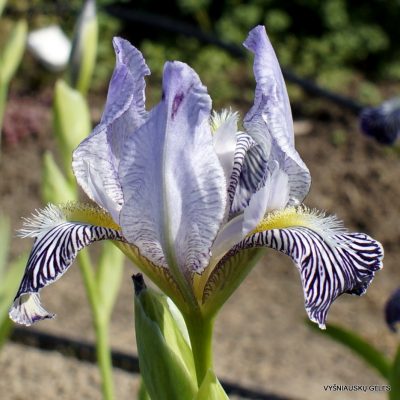 Iris variegata var. reginae