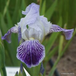 Iris × amoena