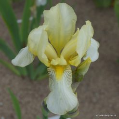 Iris × flavescens
