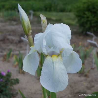 Iris × florentina (2)