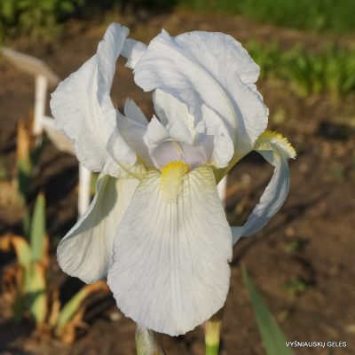 Iris × florentina